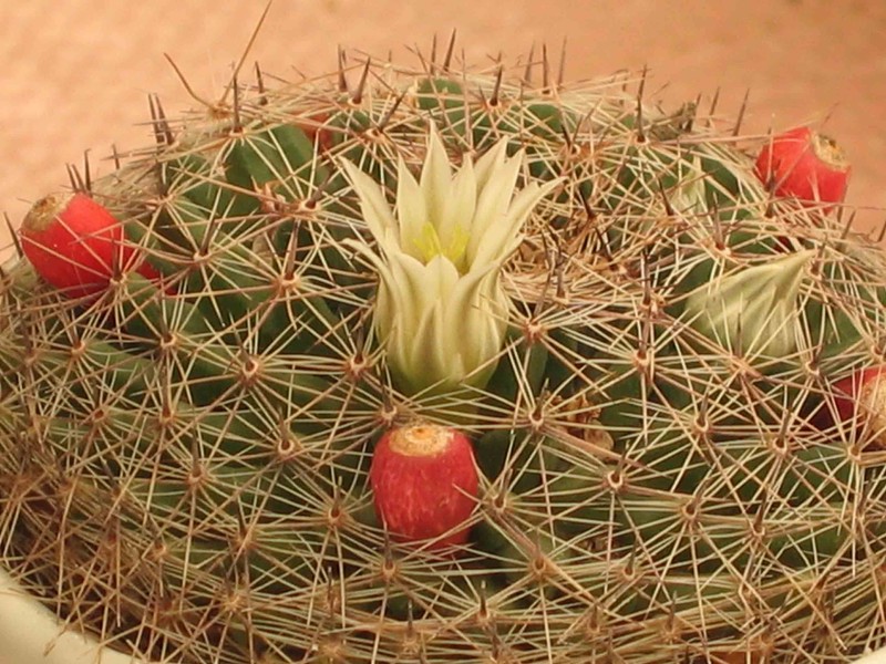 Duncan's Foxtail Cactus