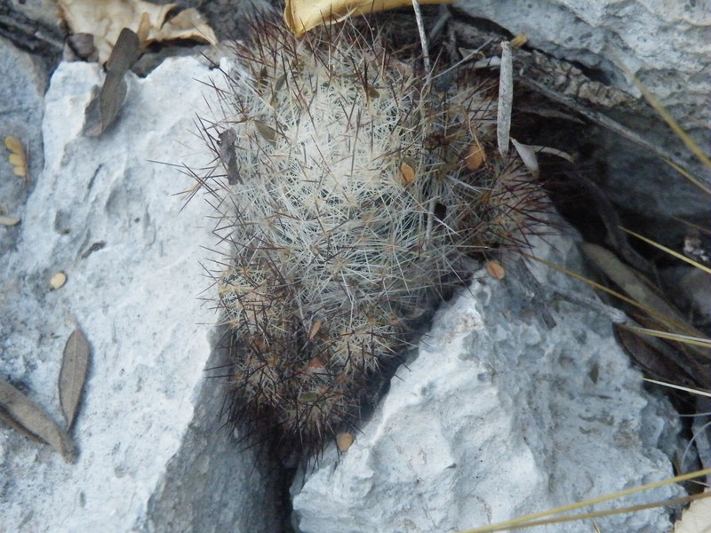 Junior Tom Thumb Cactus