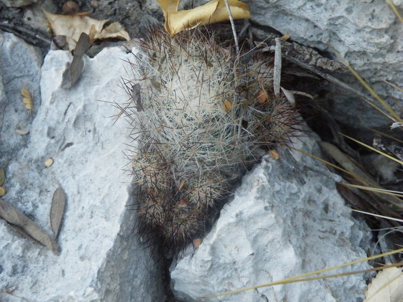 Junior Tom Thumb Cactus photo 2