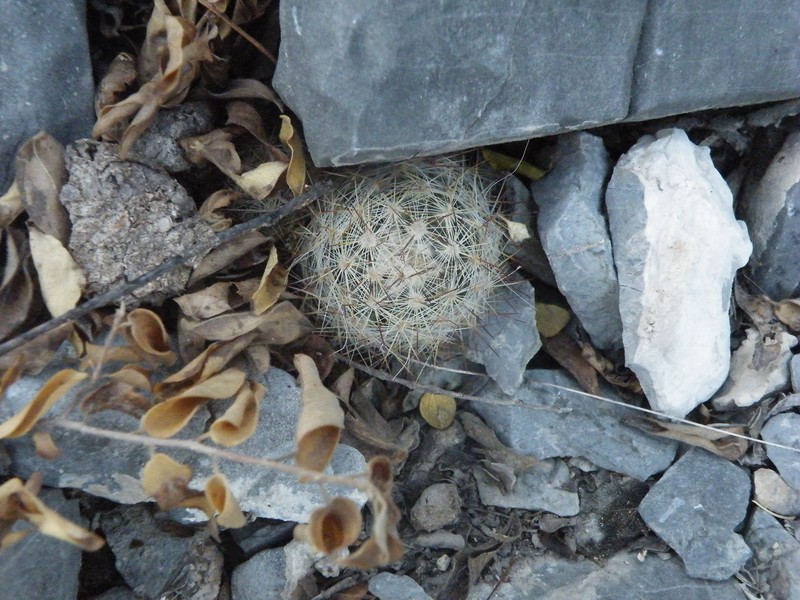 Junior Tom Thumb Cactus photo 3