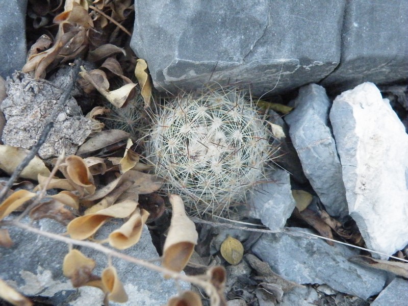 Junior Tom Thumb Cactus photo 4