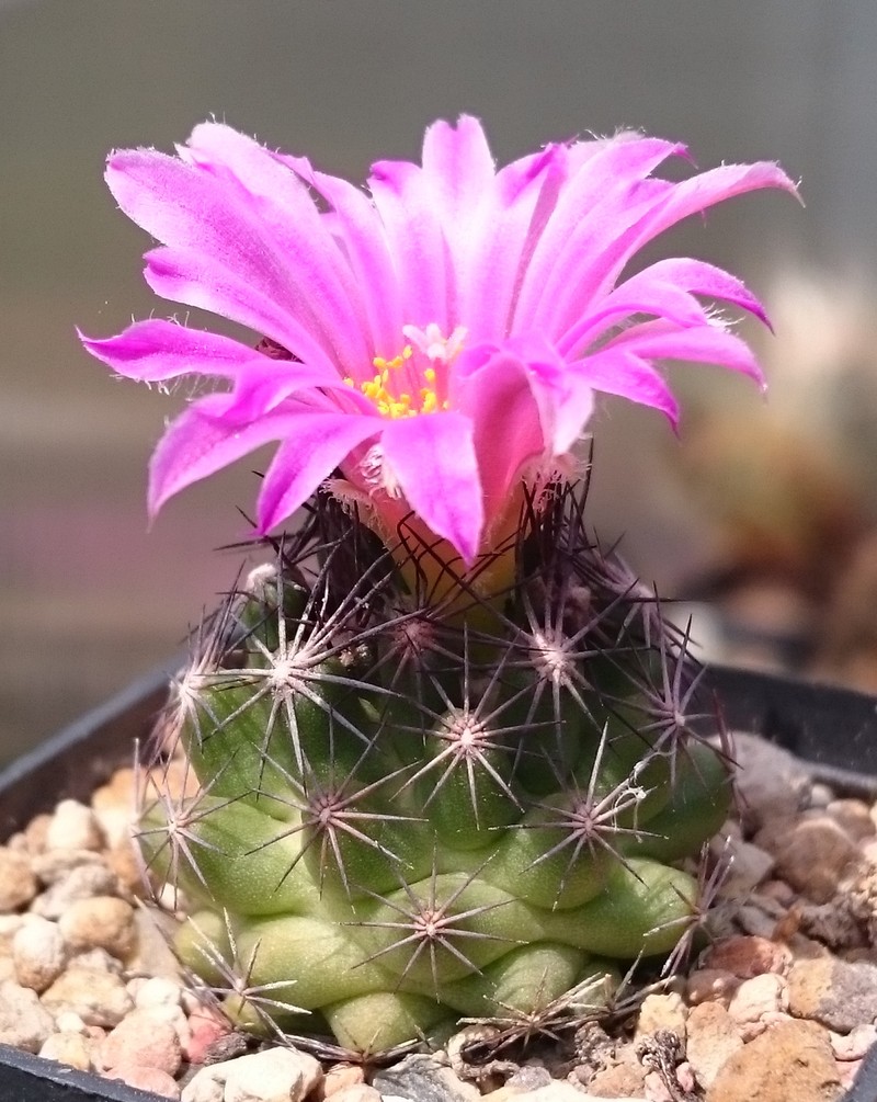 Hester's Foxtail Cactus