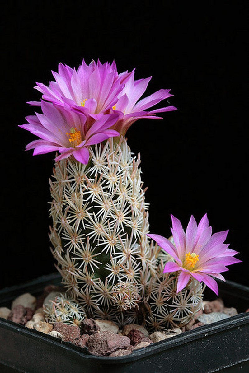 Nellie Cory Cactus