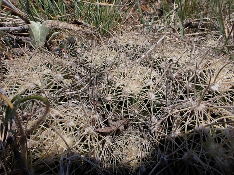 Missouri Foxtail Cactus photo 3
