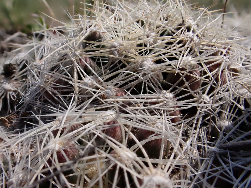 Missouri Foxtail Cactus photo 4