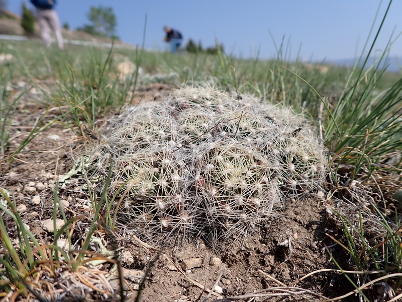 Missouri Foxtail Cactus photo 5