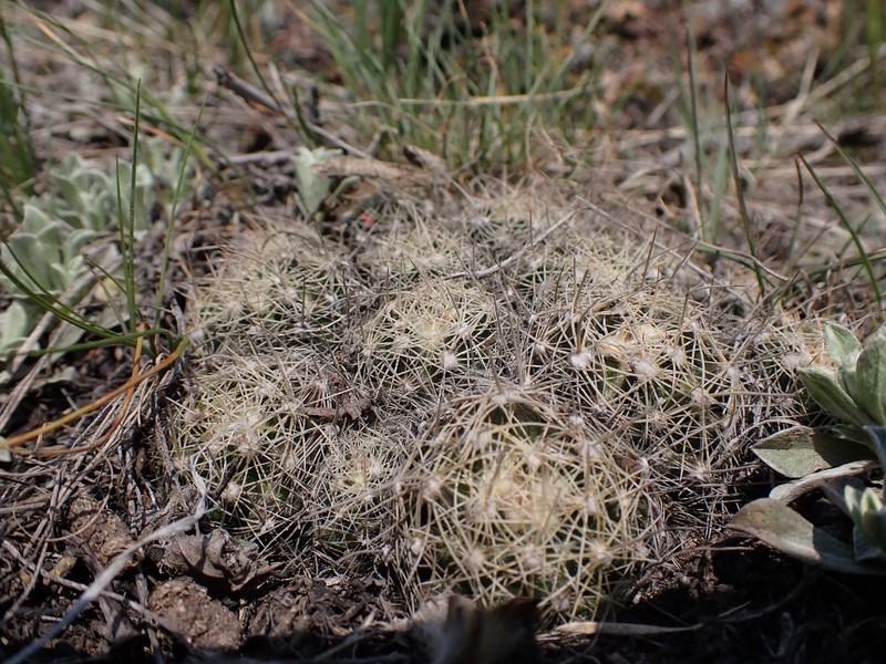 Missouri Foxtail Cactus photo 6