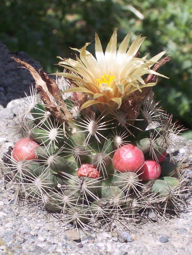 Missouri Foxtail Cactus