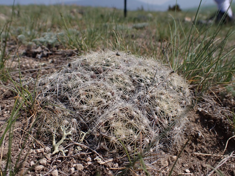 Missouri Foxtail Cactus photo 2