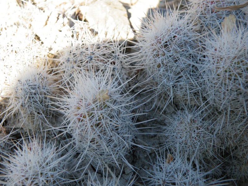 Sneed's Pincushion Cactus photo 4