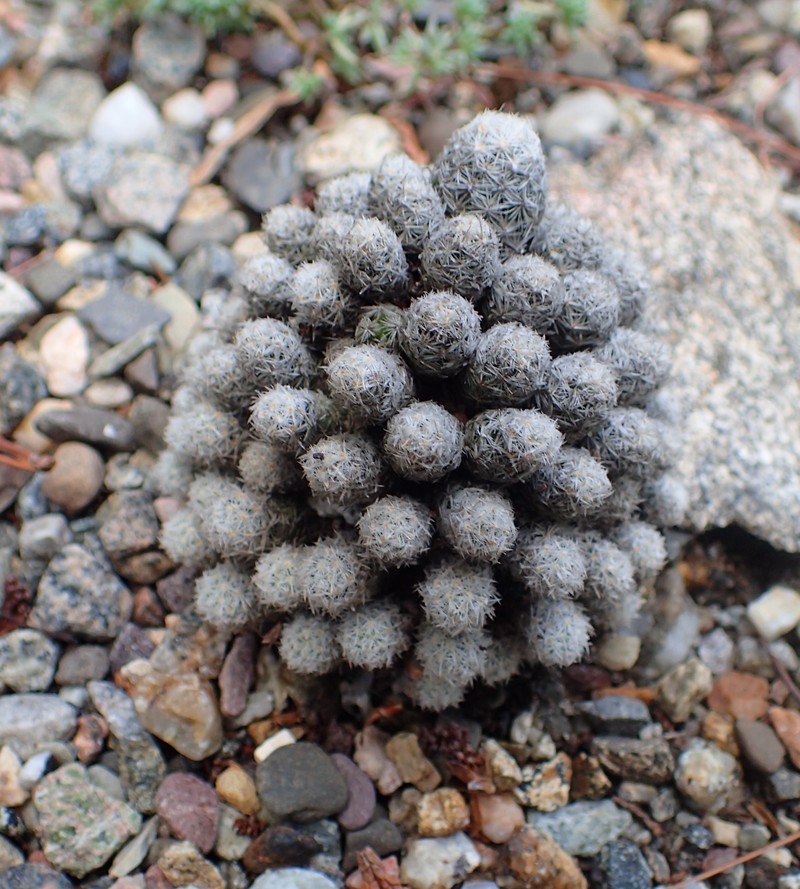 Sneed's Pincushion Cactus photo 2