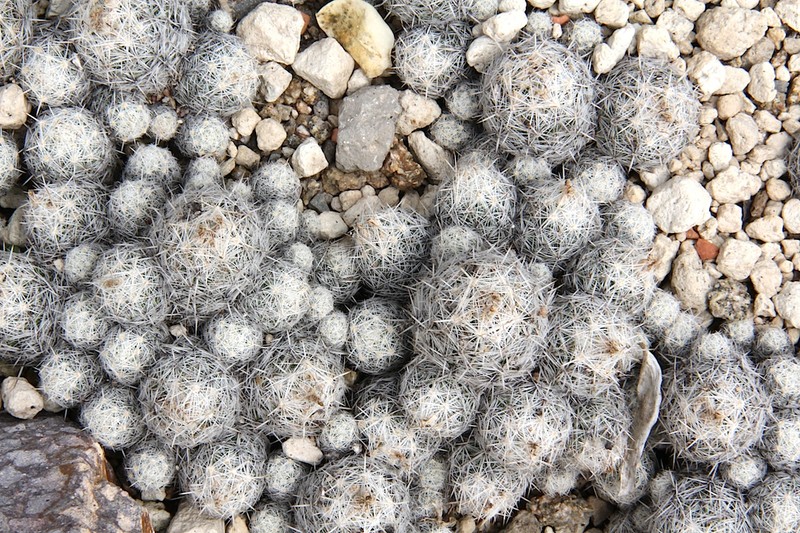Sneed's Pincushion Cactus photo 3