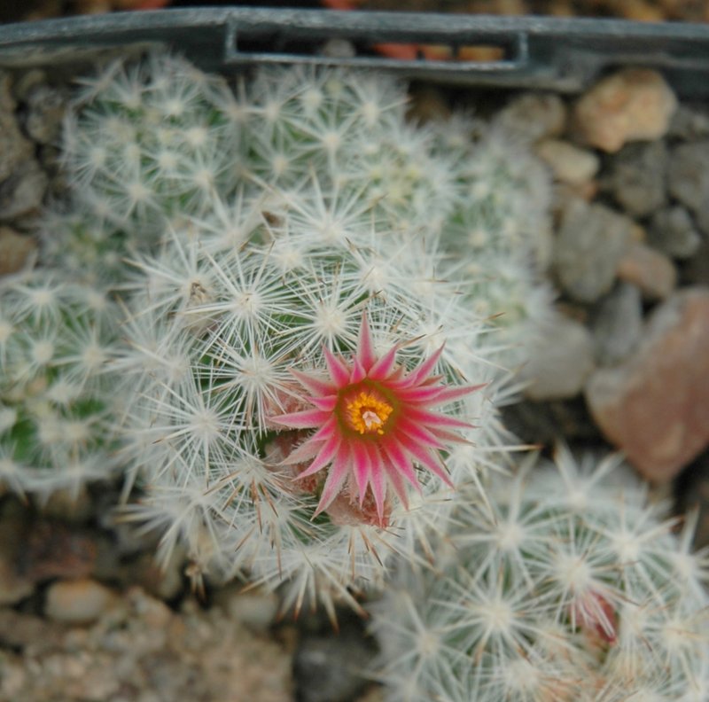 Sneed's Pincushion Cactus photo 5