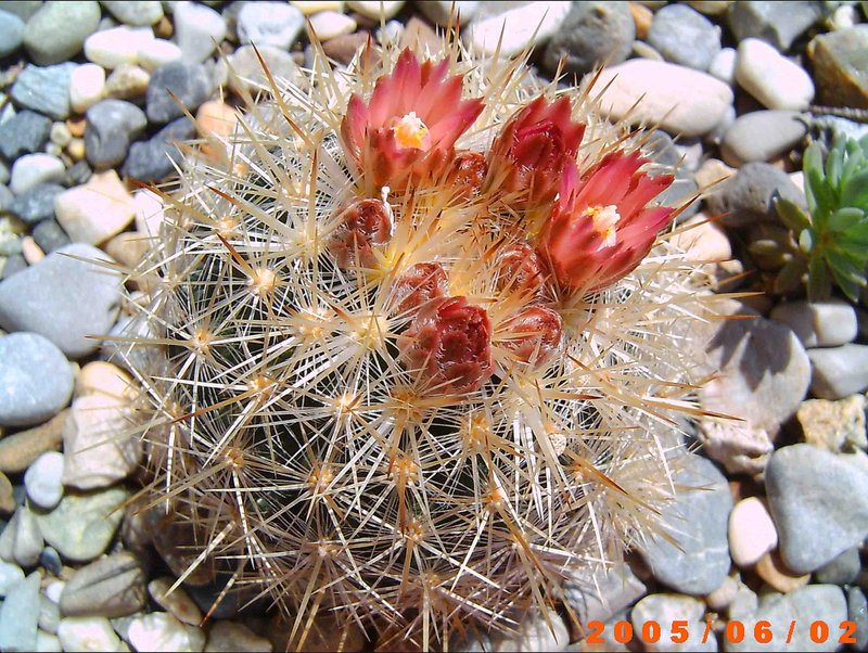 Sneed's Pincushion Cactus photo 6