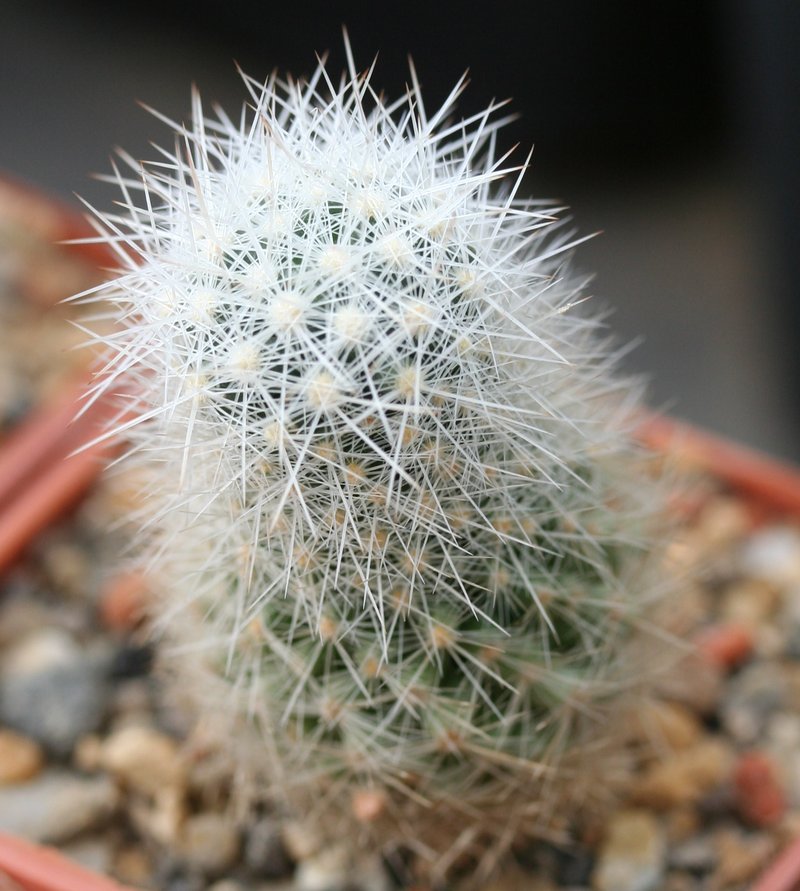 Sneed's Pincushion Cactus photo 7