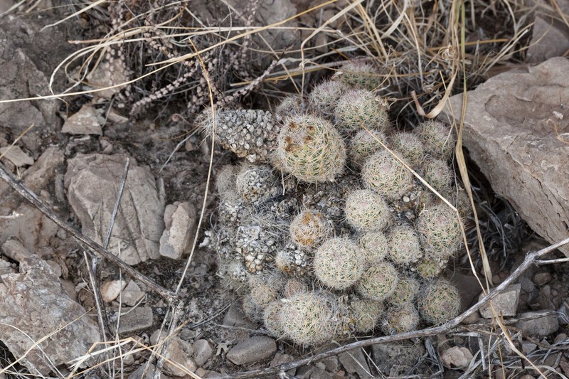 Whitecolumn Foxtail Cactus photo 2