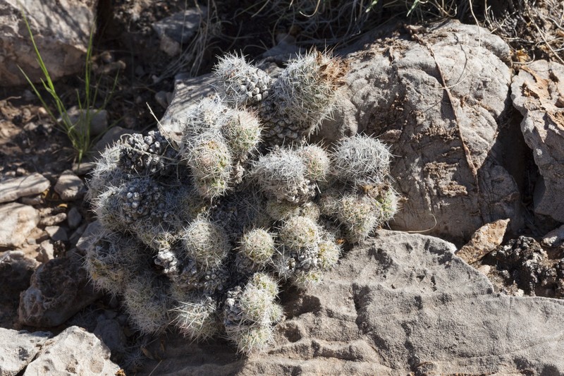 Whitecolumn Foxtail Cactus photo 3