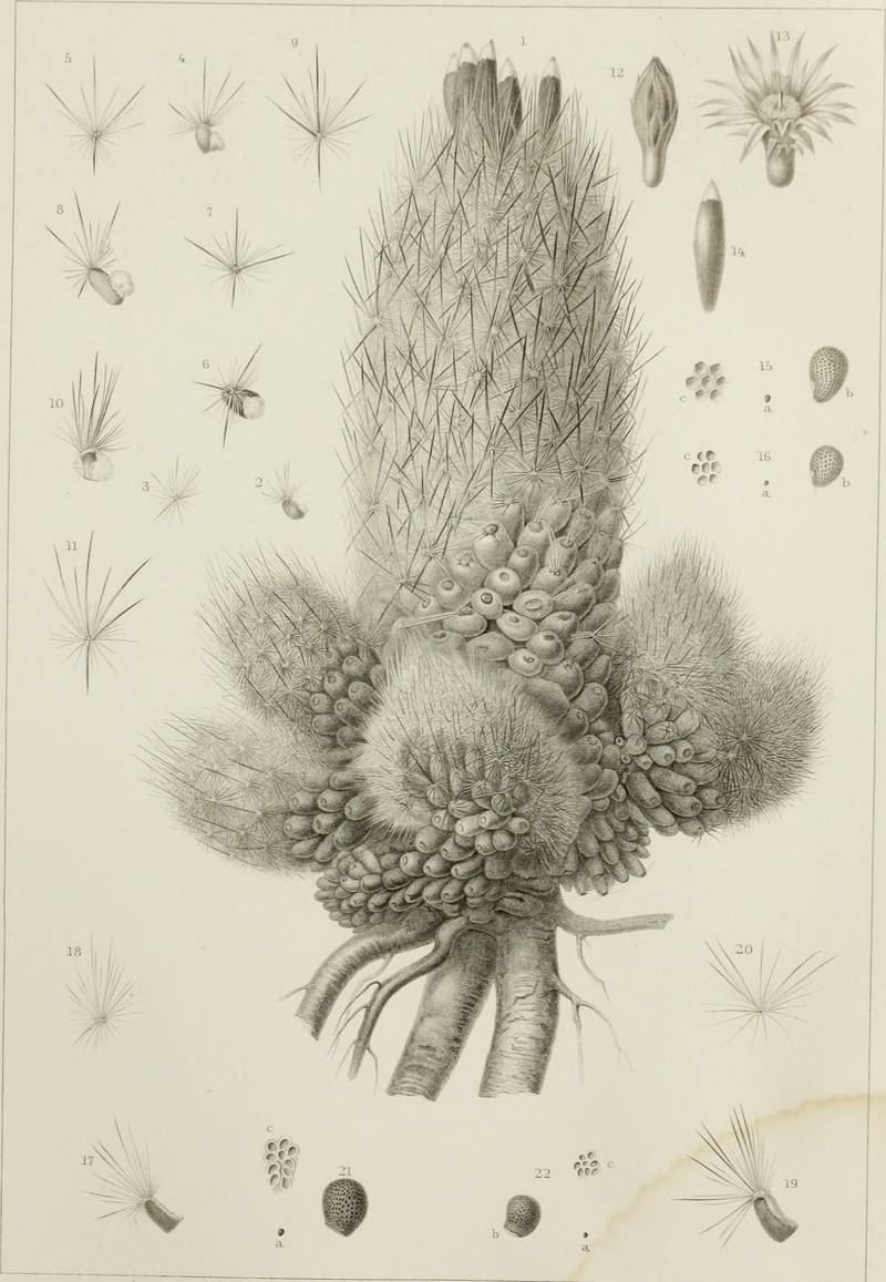 Whitecolumn Foxtail Cactus photo 4