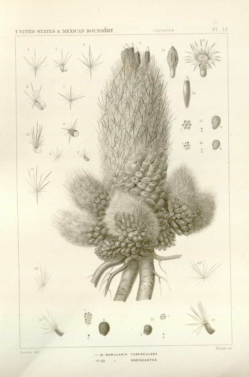 Whitecolumn Foxtail Cactus photo 5