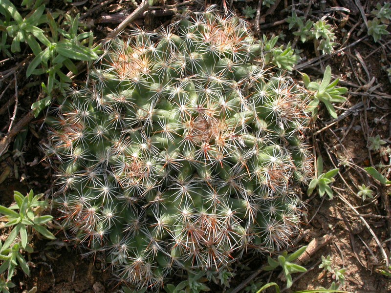 Spinystar photo 5