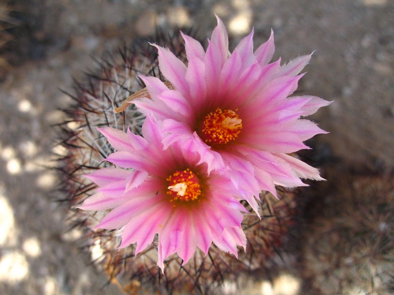 Spinystar photo 2