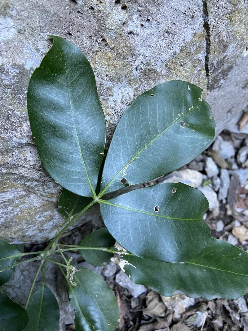 Esenbeckia berlandieri subsp. berlandieri