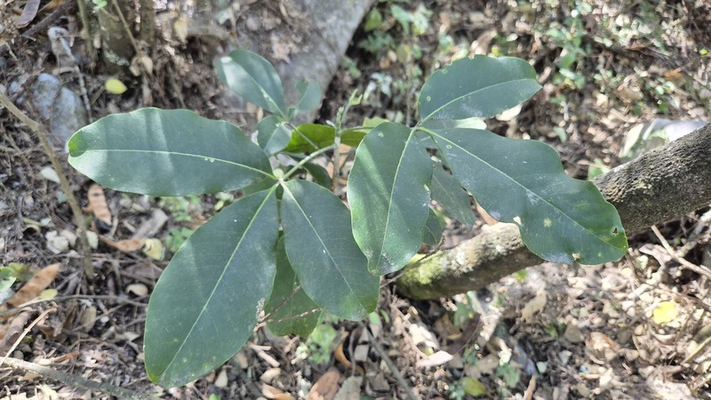 Esenbeckia berlandieri subsp. berlandieri photo 3