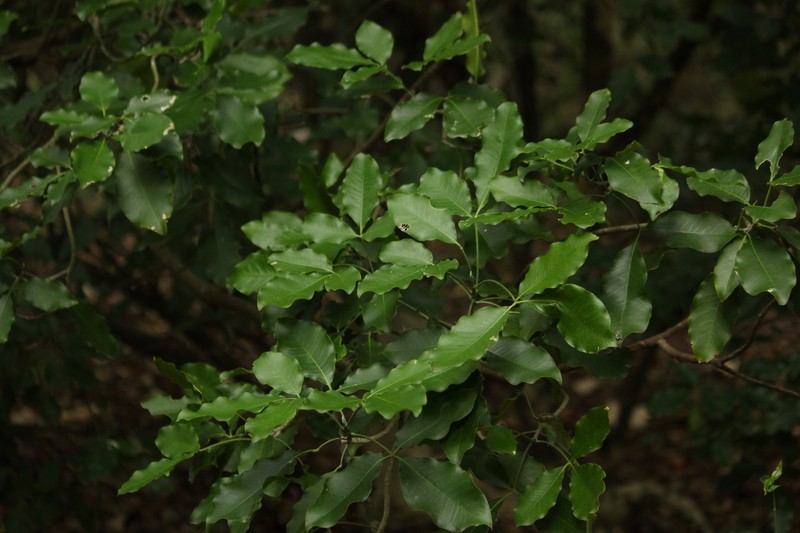 Esenbeckia berlandieri subsp. berlandieri photo 7