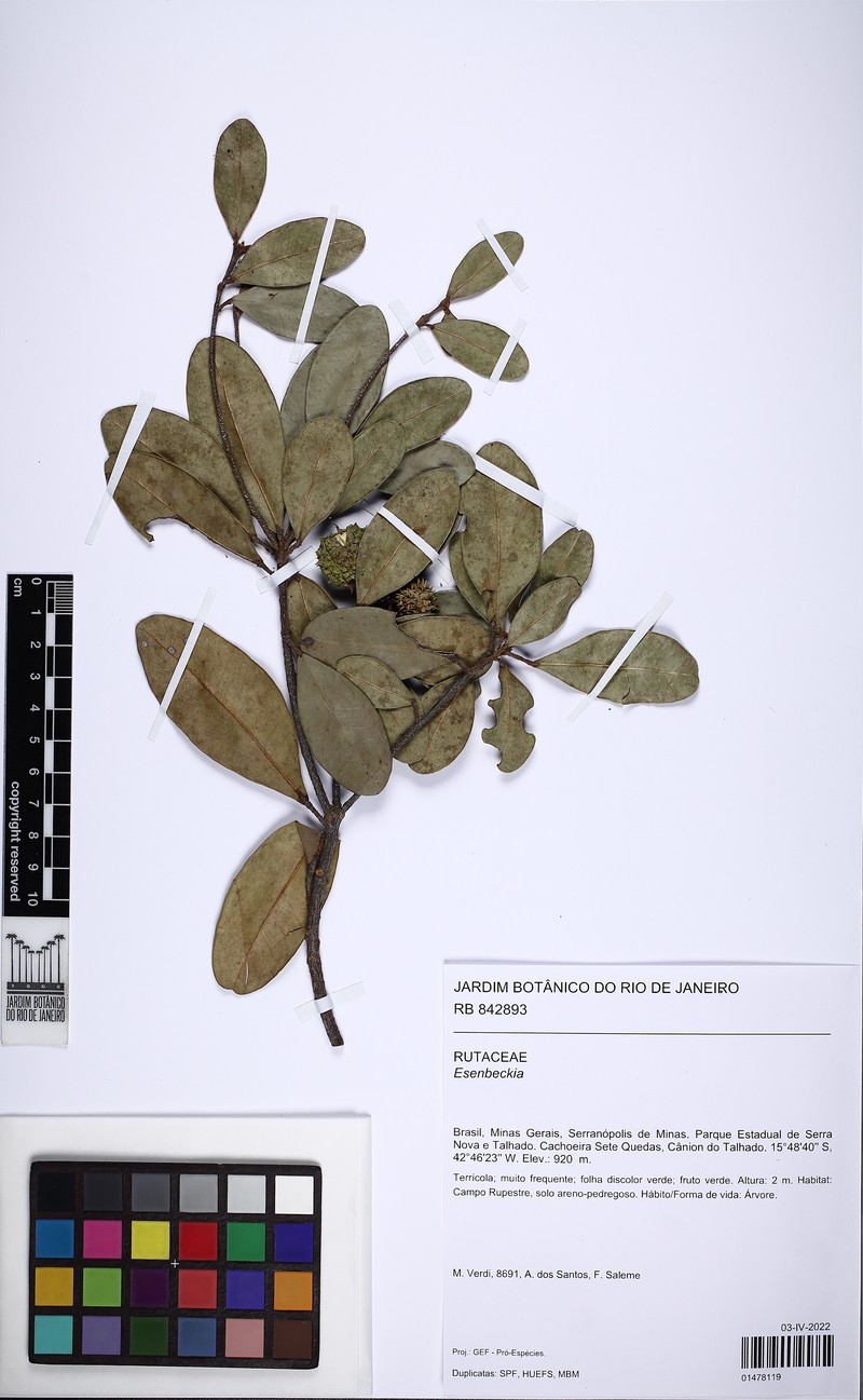 Esenbeckia grandiflora subsp. grandiflora