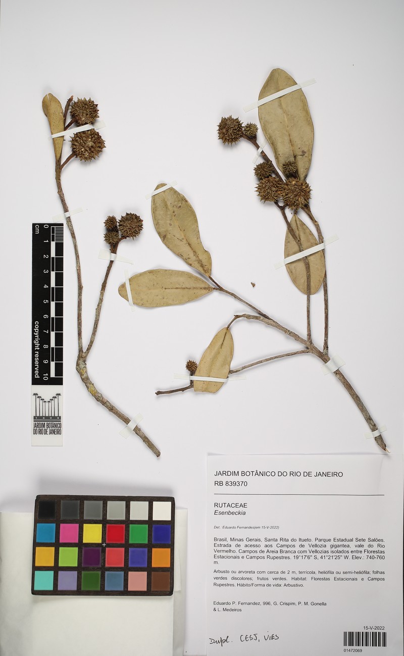 Esenbeckia grandiflora subsp. grandiflora photo 2