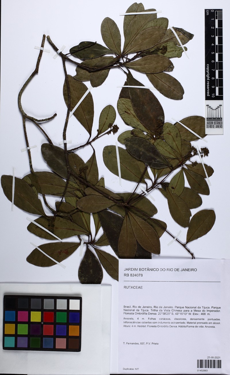Esenbeckia grandiflora subsp. grandiflora photo 3