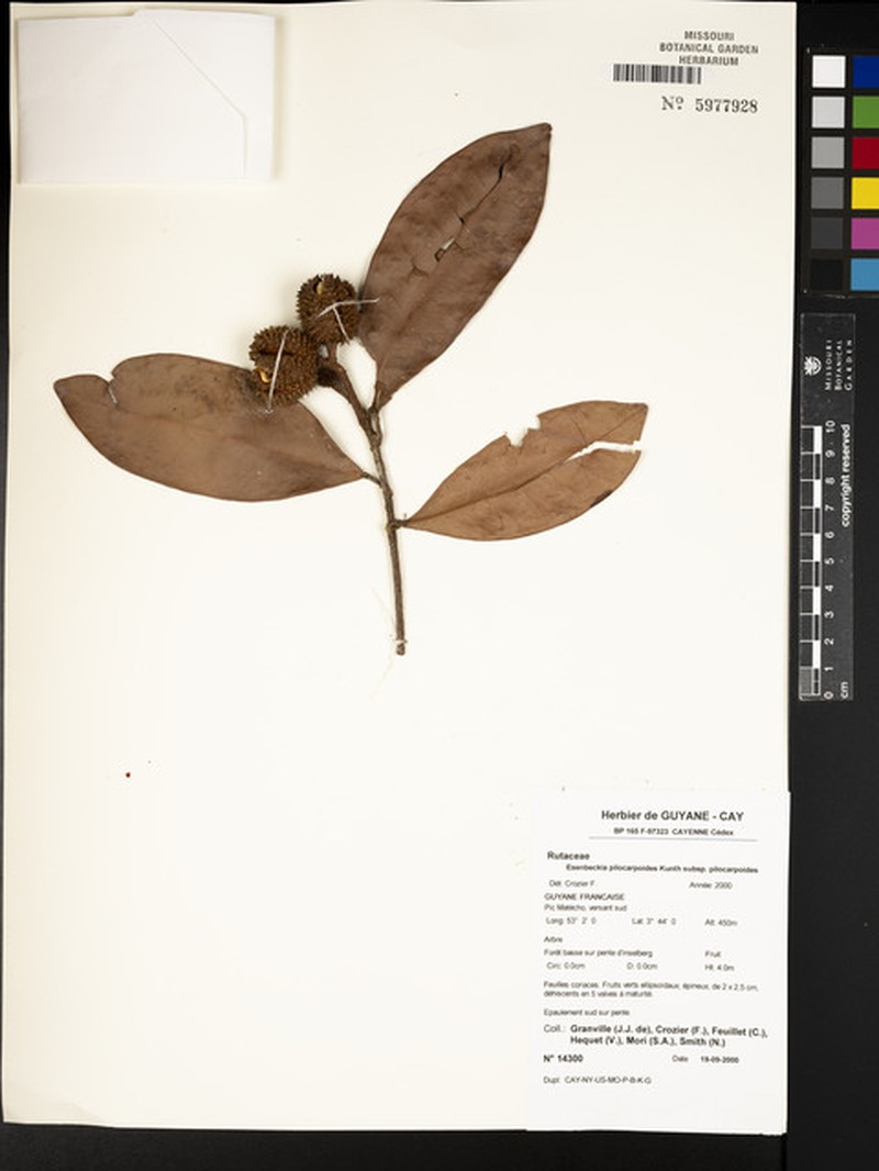 Esenbeckia pilocarpoides subsp. pilocarpoides