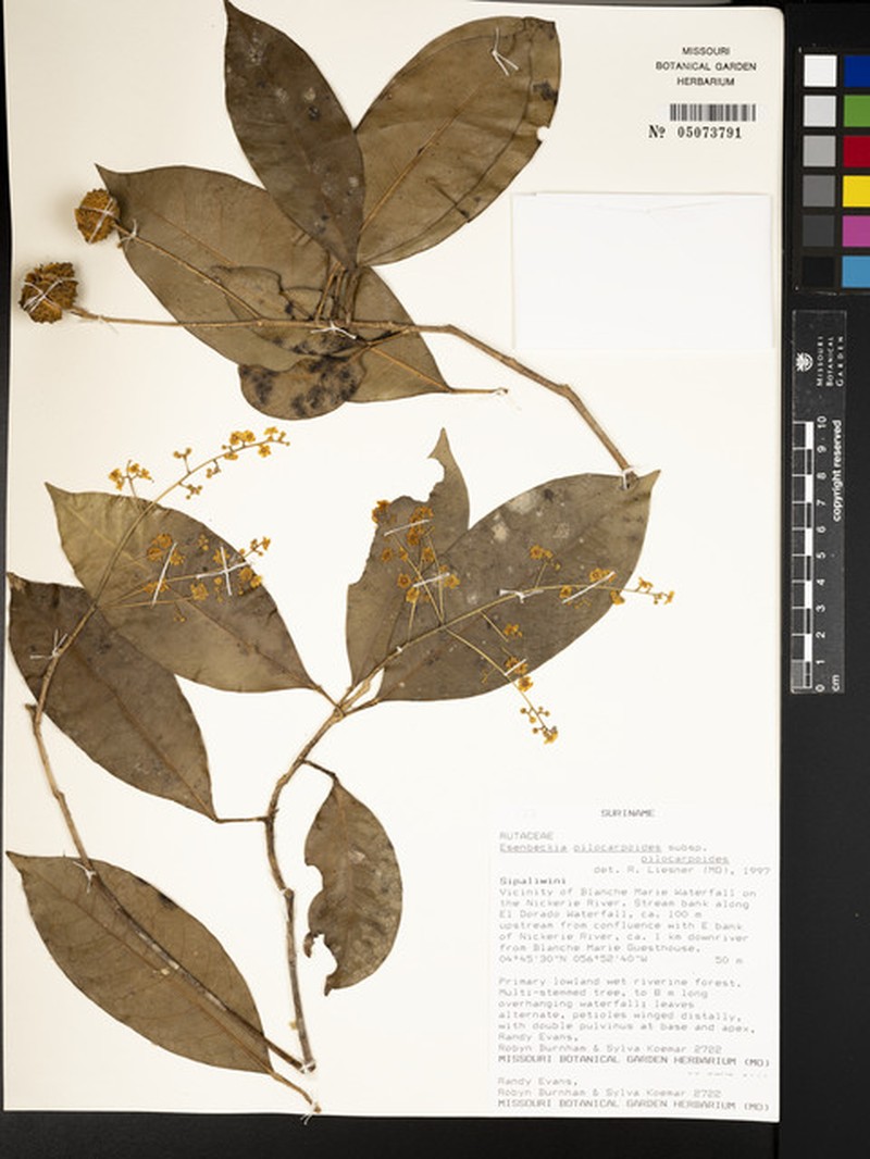 Esenbeckia pilocarpoides subsp. pilocarpoides photo 2