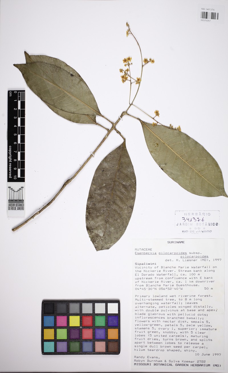Esenbeckia pilocarpoides subsp. pilocarpoides photo 3