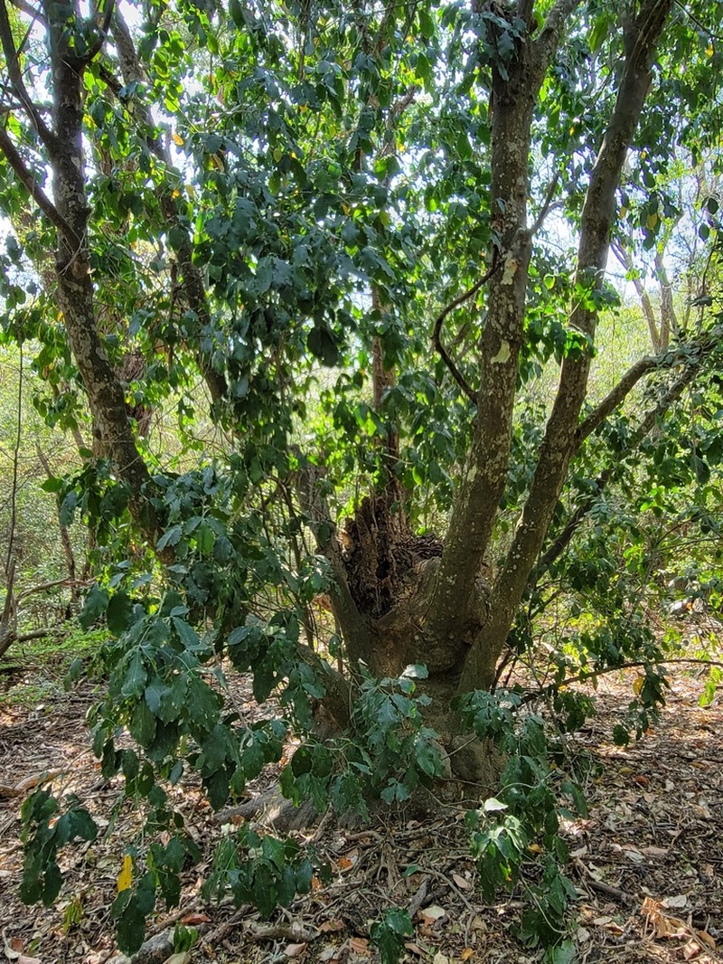 Esenbeckia runyonii