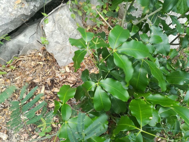 Esenbeckia runyonii photo 3