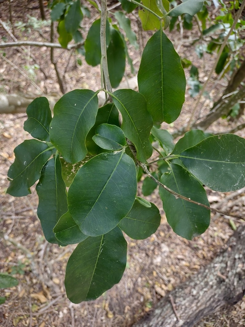 Esenbeckia runyonii photo 4
