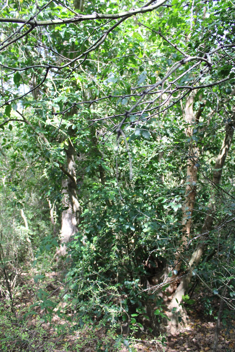 Esenbeckia runyonii photo 5