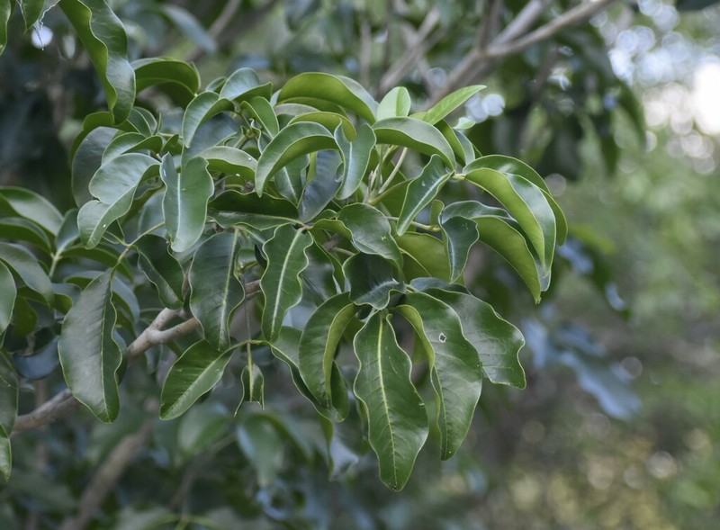 Esenbeckia runyonii photo 8