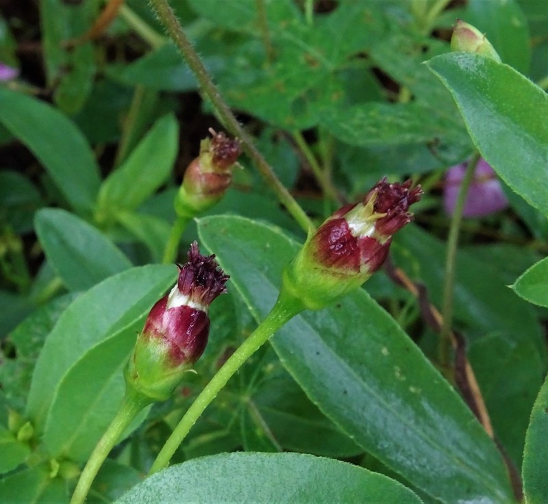 Espejoa mexicana