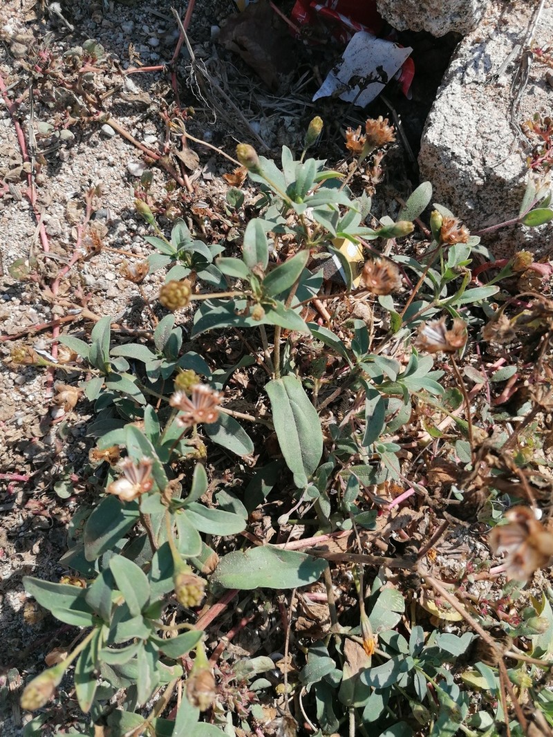 Espejoa mexicana photo 2