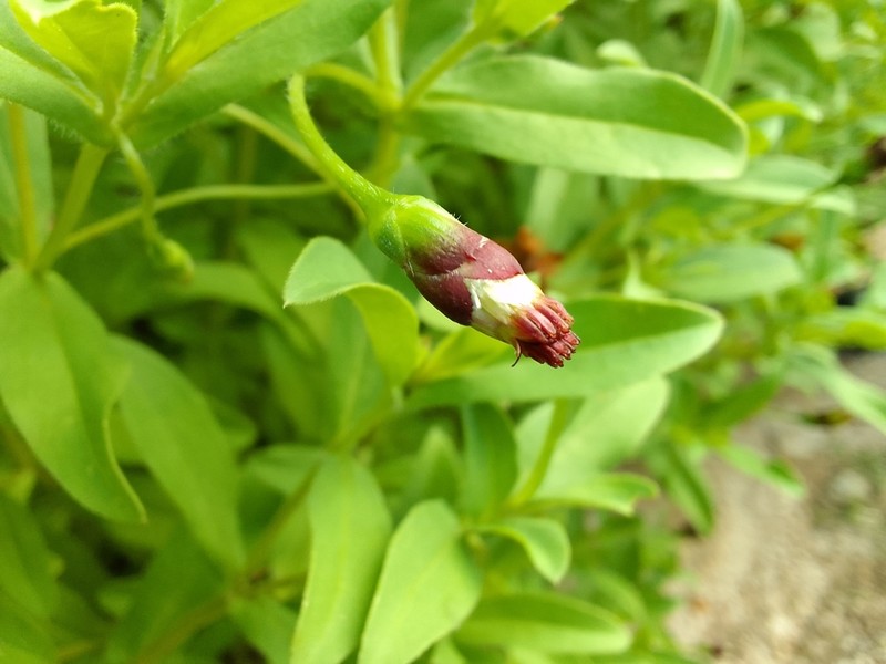 Espejoa mexicana photo 4