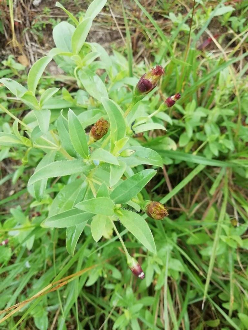 Espejoa mexicana photo 5