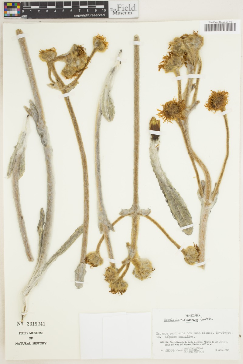 Espeletia × almorzana