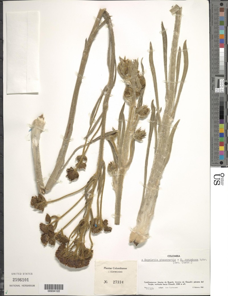 Espeletia × bogotensis