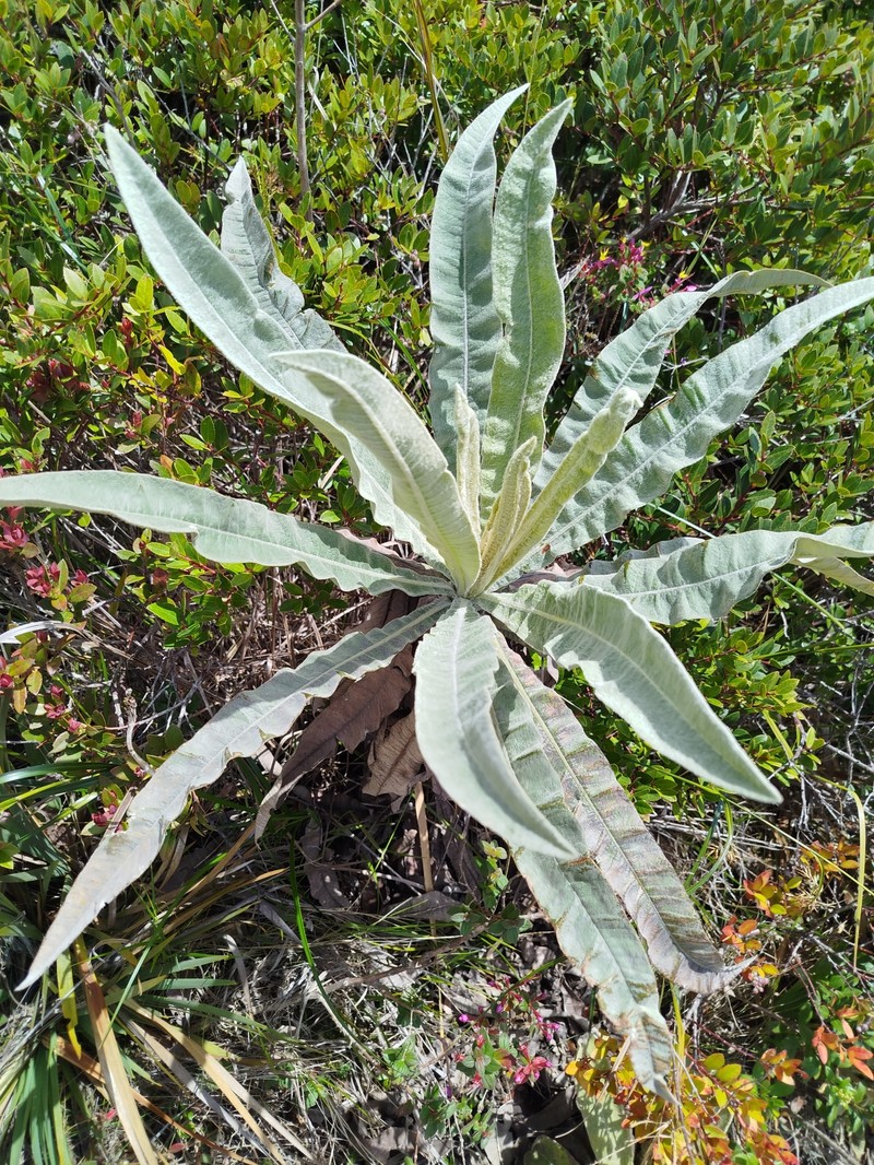 Espeletia × cristalinensis