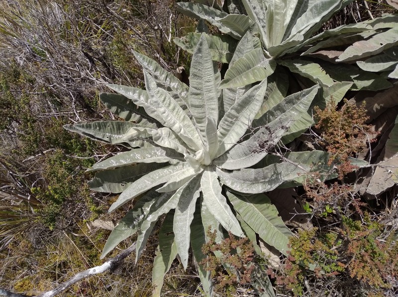Espeletia × cristalinensis photo 2