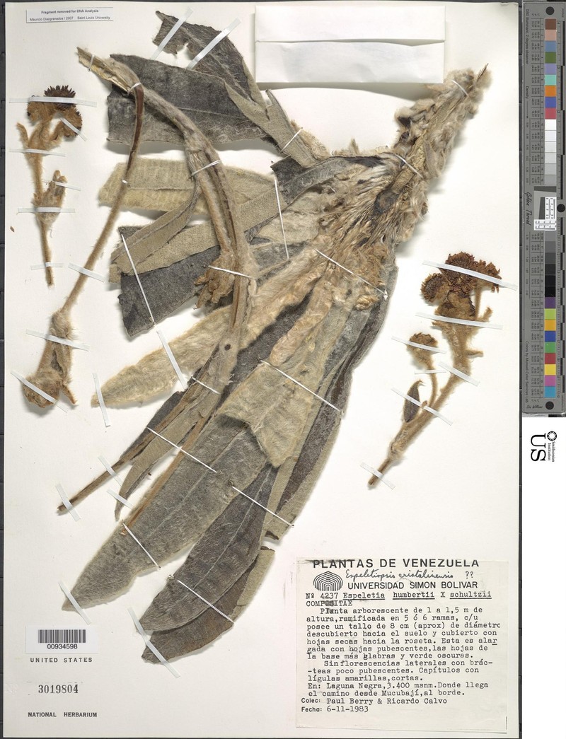 Espeletia × cristalinensis photo 3