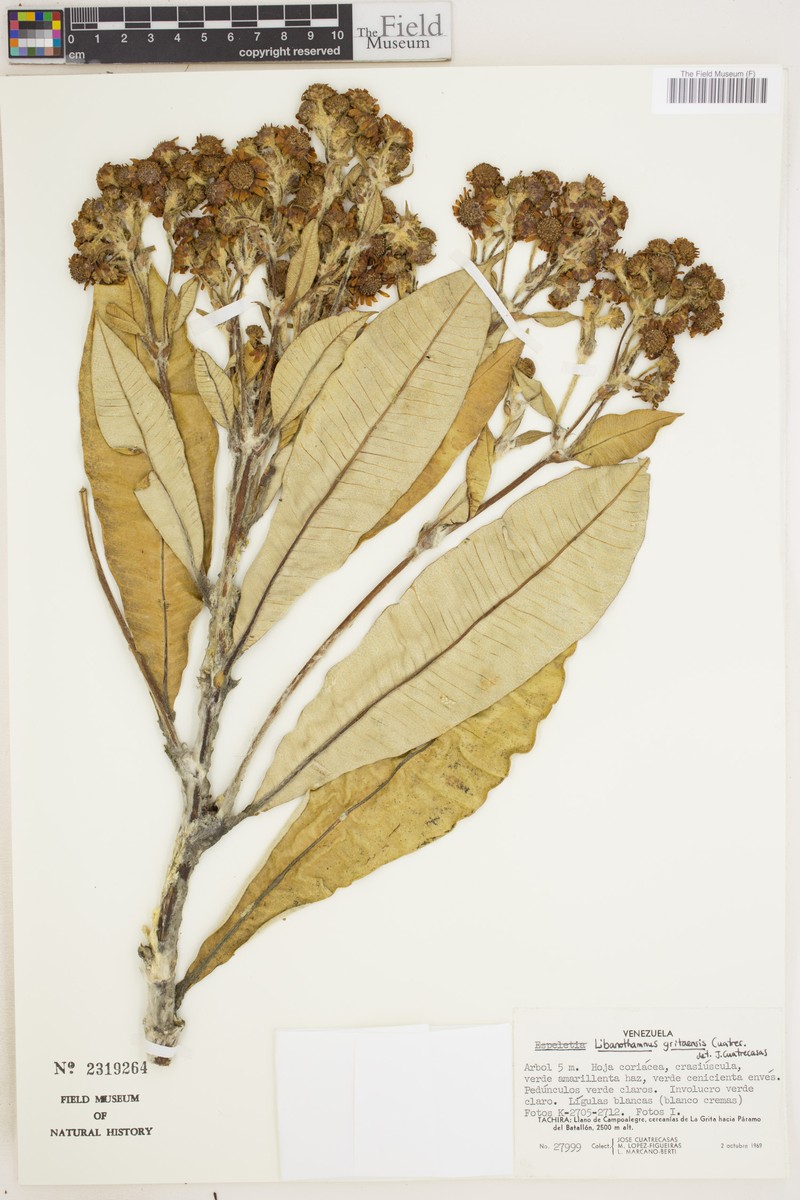 Espeletia × gritaensis