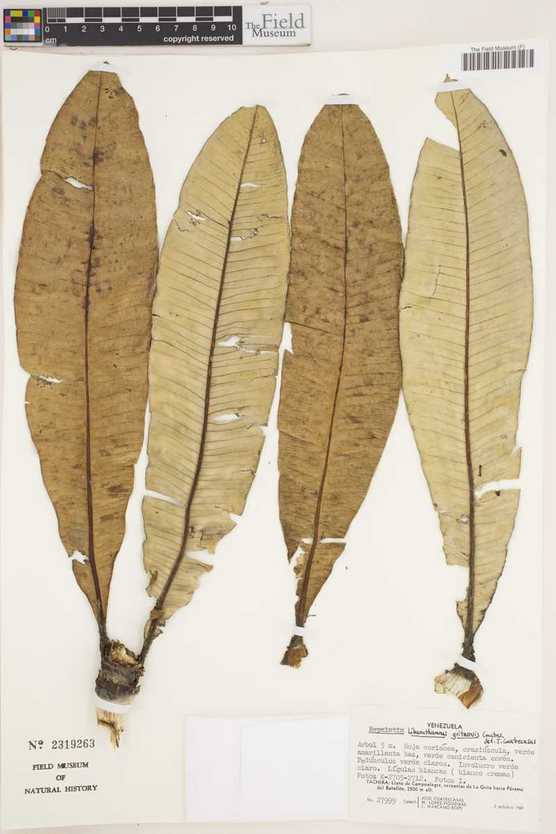 Espeletia × gritaensis photo 2
